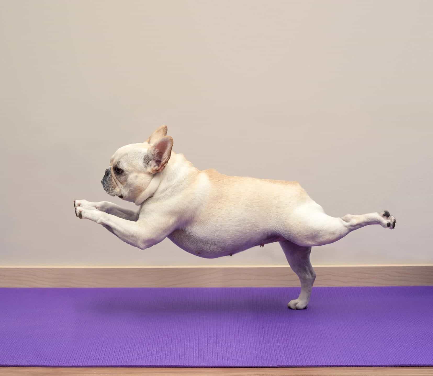 dog doing yoga 