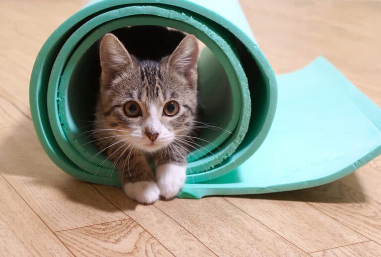 cat in a yoga mat